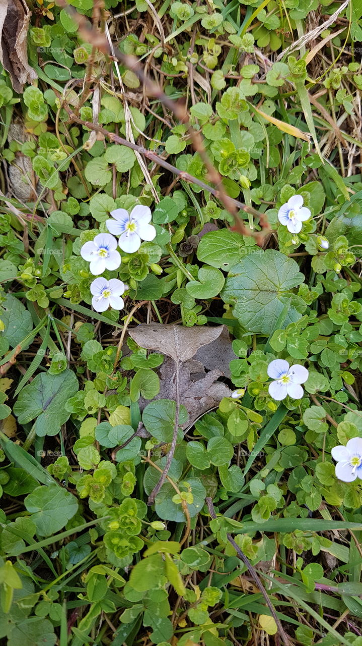 white spring flowers