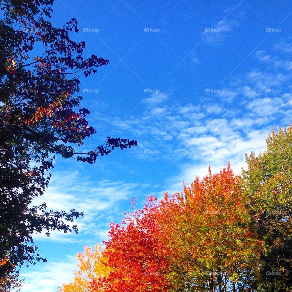 The fall trees change color in Scarbrough Maine