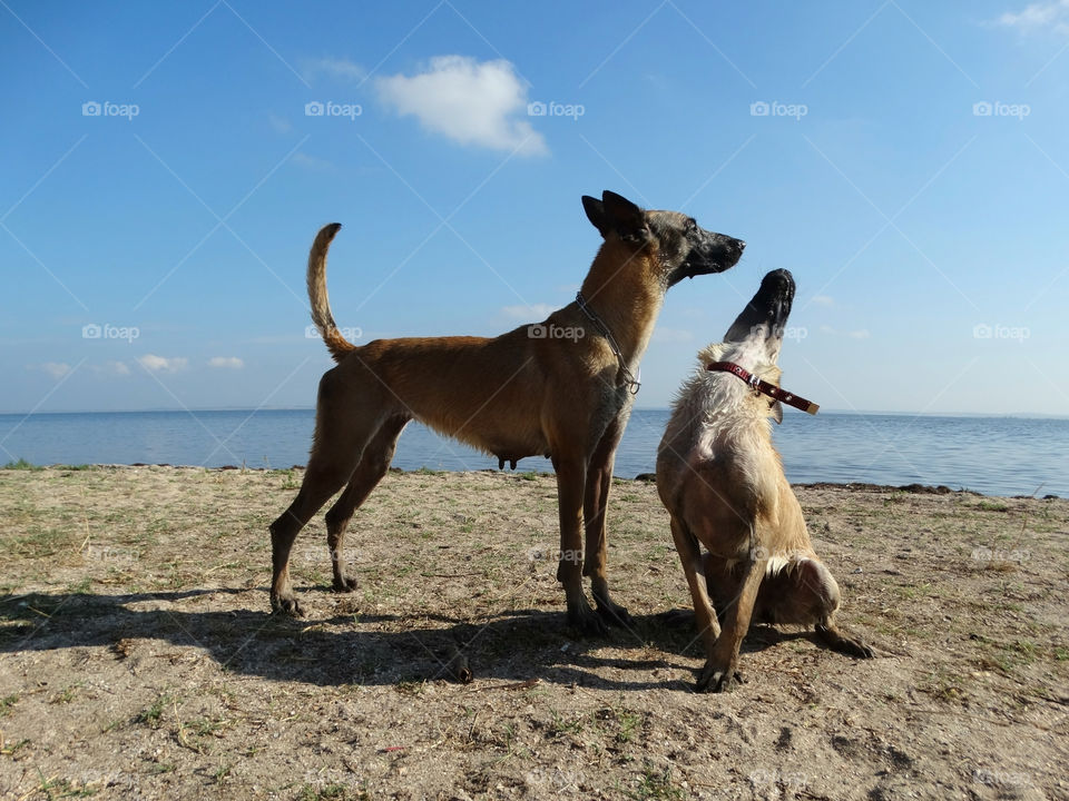 Dogs shepherd malinois