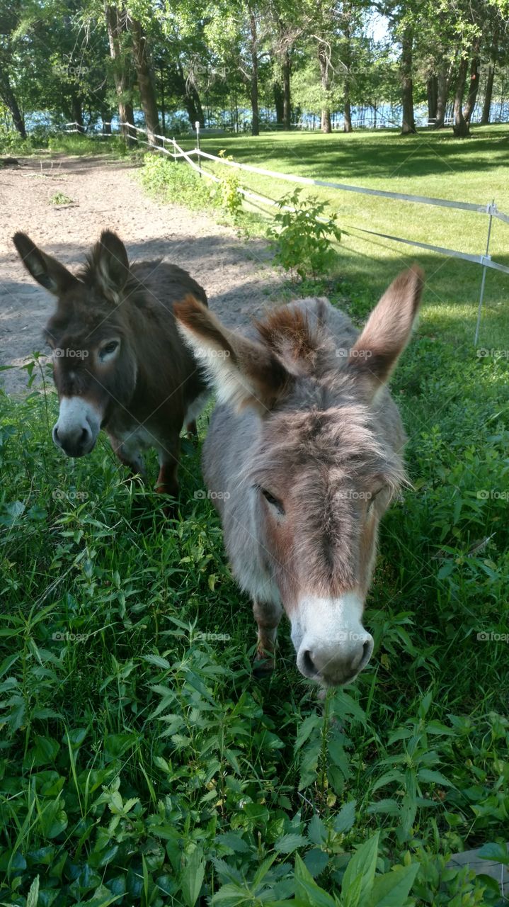 two donkeys freely roaming in the grass on the farm