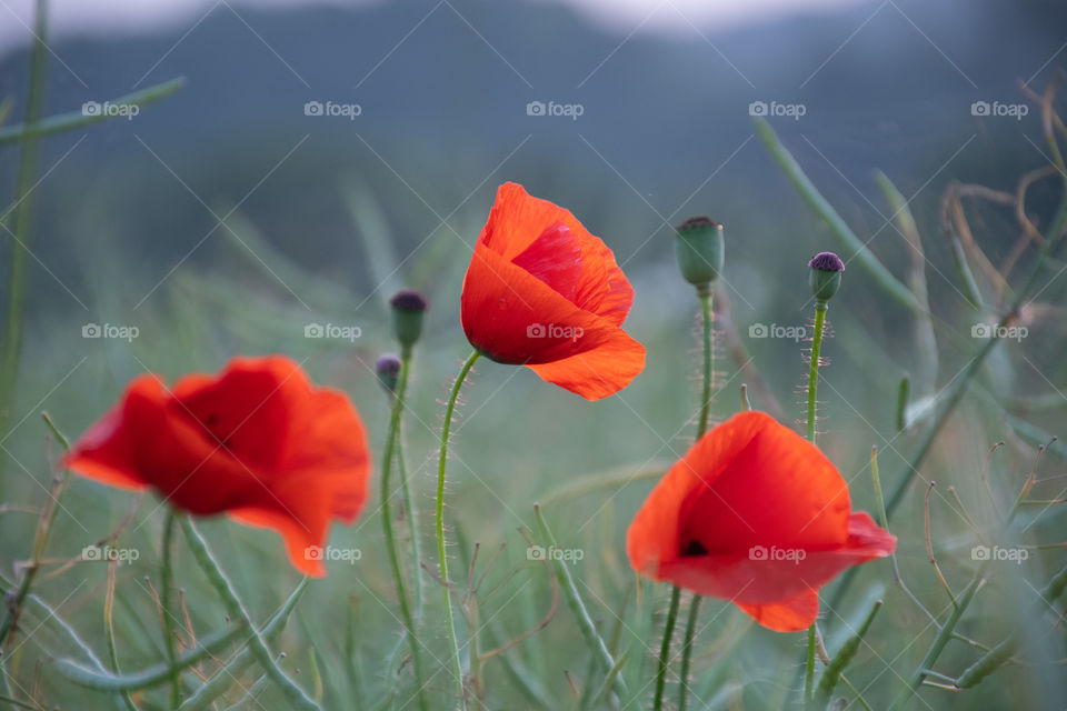 Beautiful Red Poppies in the Field