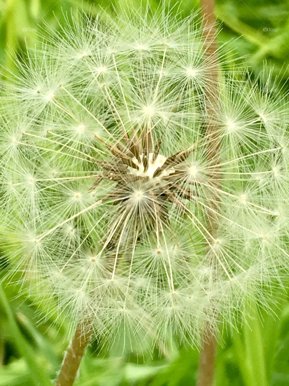 Closeup seeding dandelion head 