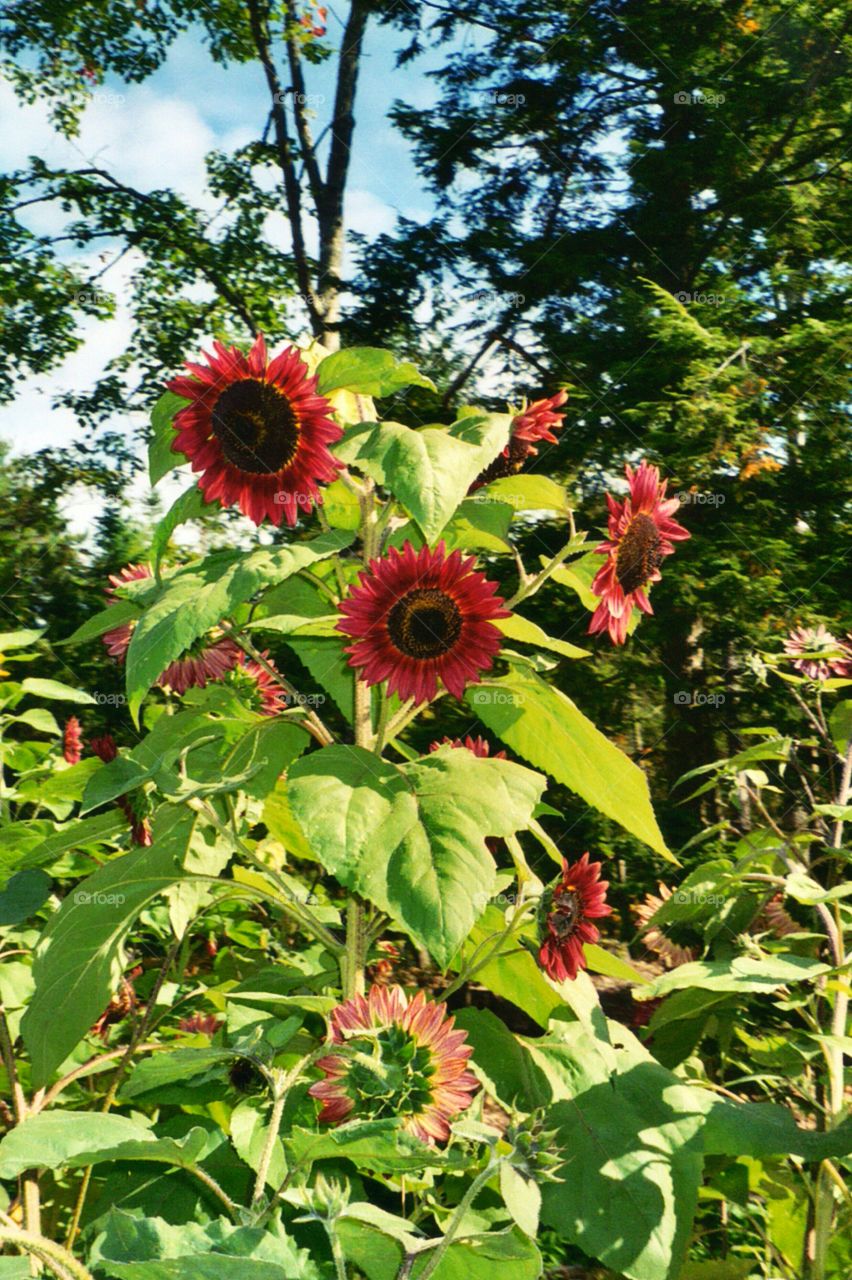 red sunflowers. red sunflowers