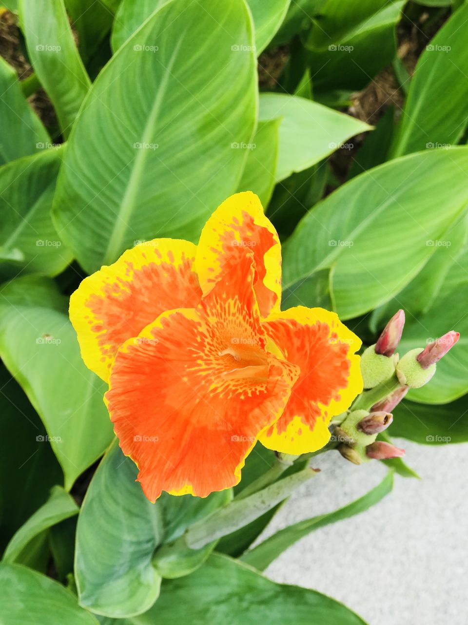 Yellow and orange colour canna flower with green leafs and buds