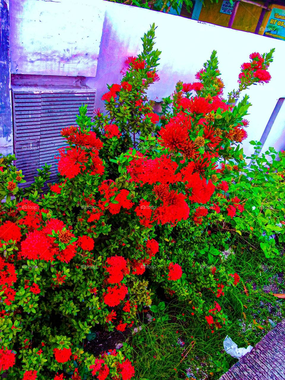 red flowers blooming in the beautiful yard of the house