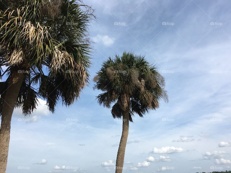 Here's my fourth picture of a palm tree located here in Florida hope you guys enjoy.
Pictures of palm trees by the lake taken in Florida Lake Wales: 
Sunset, Florida - USA, Idyllic, 2015, Outdoors, Beauty In Nature, Sky, Color, Growth, USA, Tranquil Scene, Urban Scene States Gulf Coast, Photography, Horizontal , No People, Nature, Landscape, Pink, Silhouette, Tranquility, low angle View, Tree
Translation: 

Puesta de sol, Florida - Estados Unidos, Idílico, 2015, Aire libre, Belleza de la naturaleza, Cielo, Color, Crecimiento, EE.UU., Escena de tranquilidad, Escena no urbana, Estados de la Costa del Golfo, Fotografía, Horizontal, Nadie, Naturaleza, Paisaje, Rosa, Silueta, Tranquilidad
