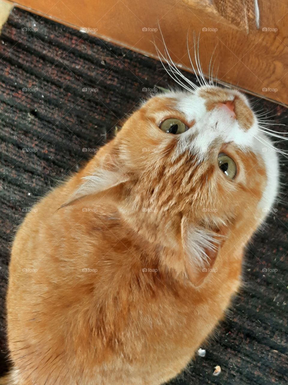 ginger cat at door step