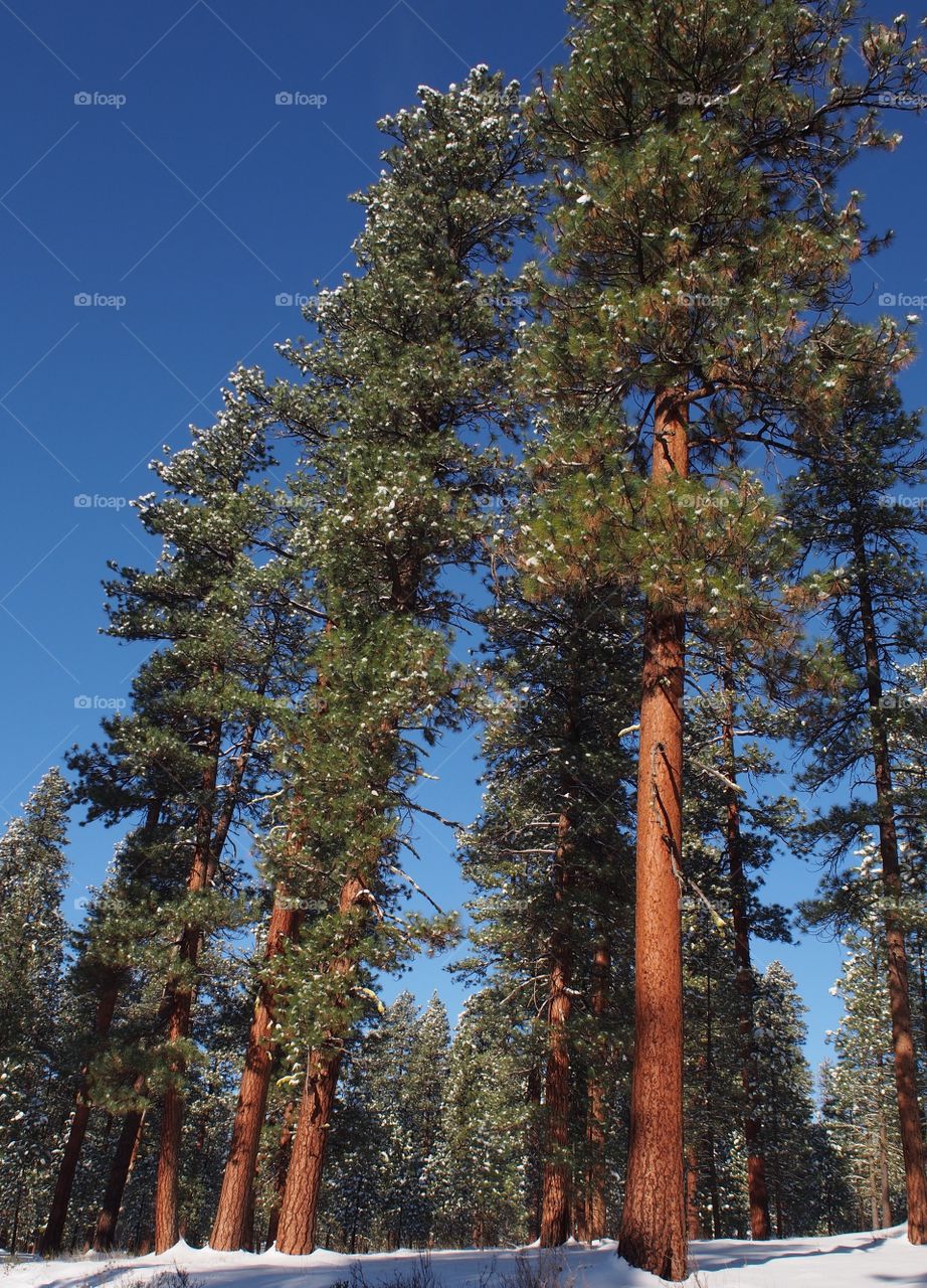 Towering Ponderosa Pine Trees with fresh snow on their branches and the ground on a beautiful winter morning in Central Oregon. 