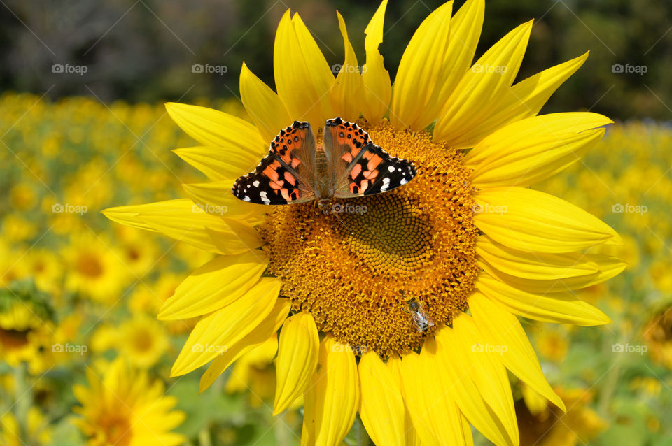 Close-up of a monarch butterfly and a bee resting on the center of a sunflower in a sunflower field outdoors