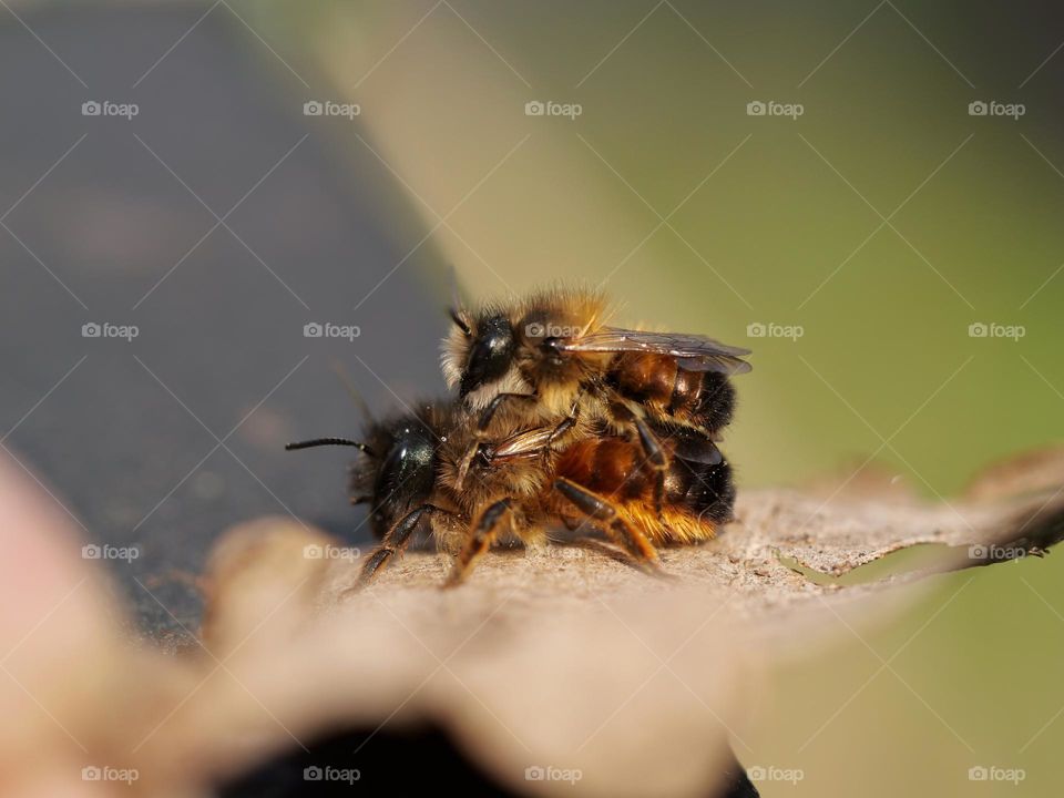 Wildbee mating