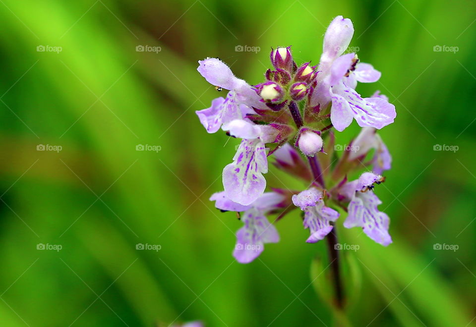 Tiny Spring flowers freshly bloomed in Florida