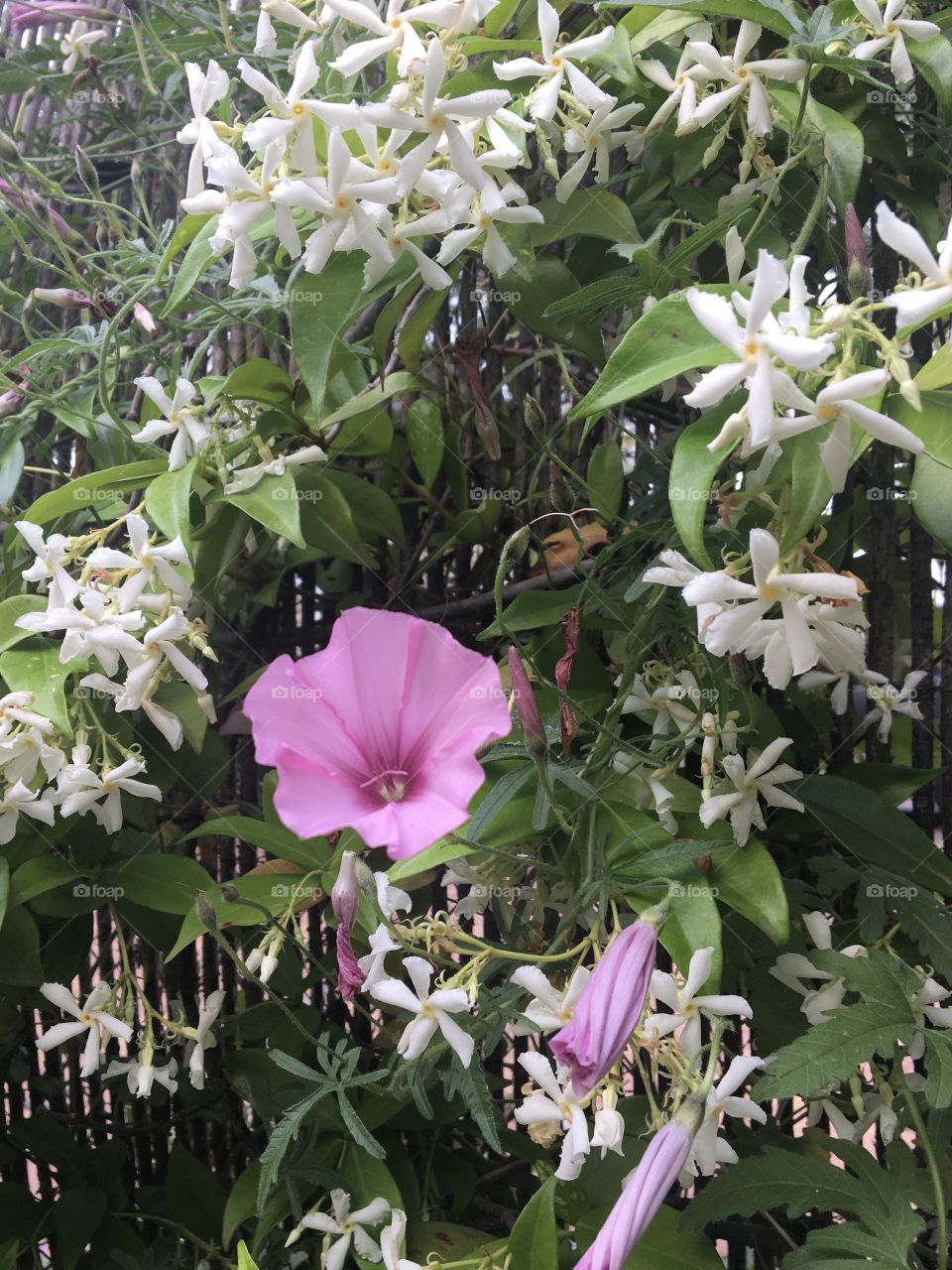Blooming jasmine and pink flower