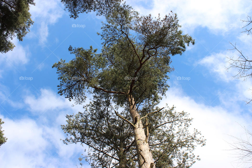 Tree, Wood, No Person, Nature, Landscape