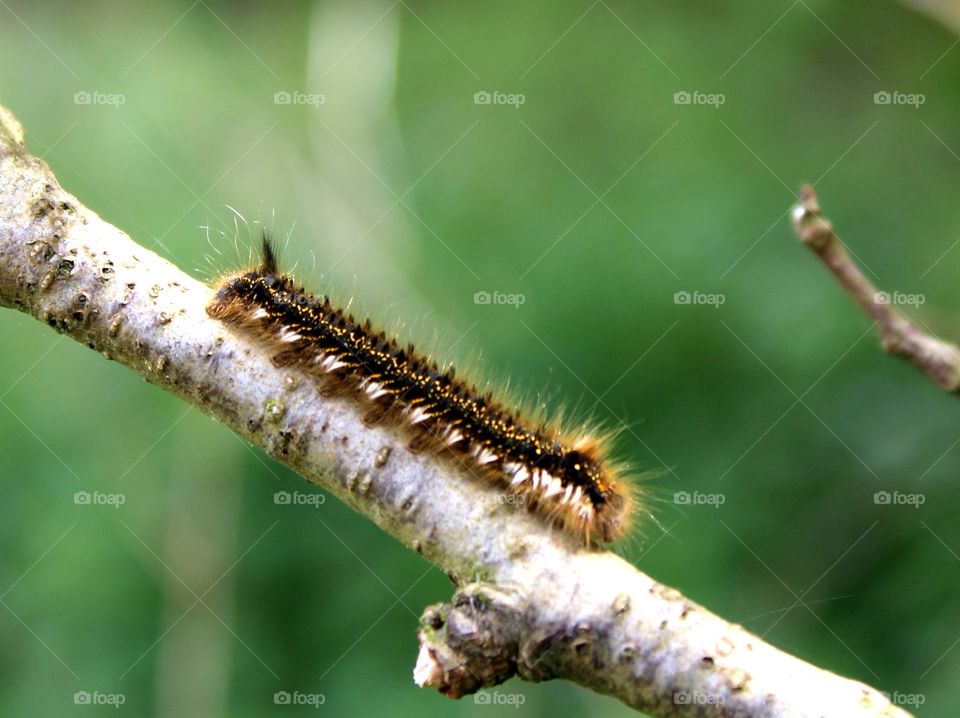 Caterpillar