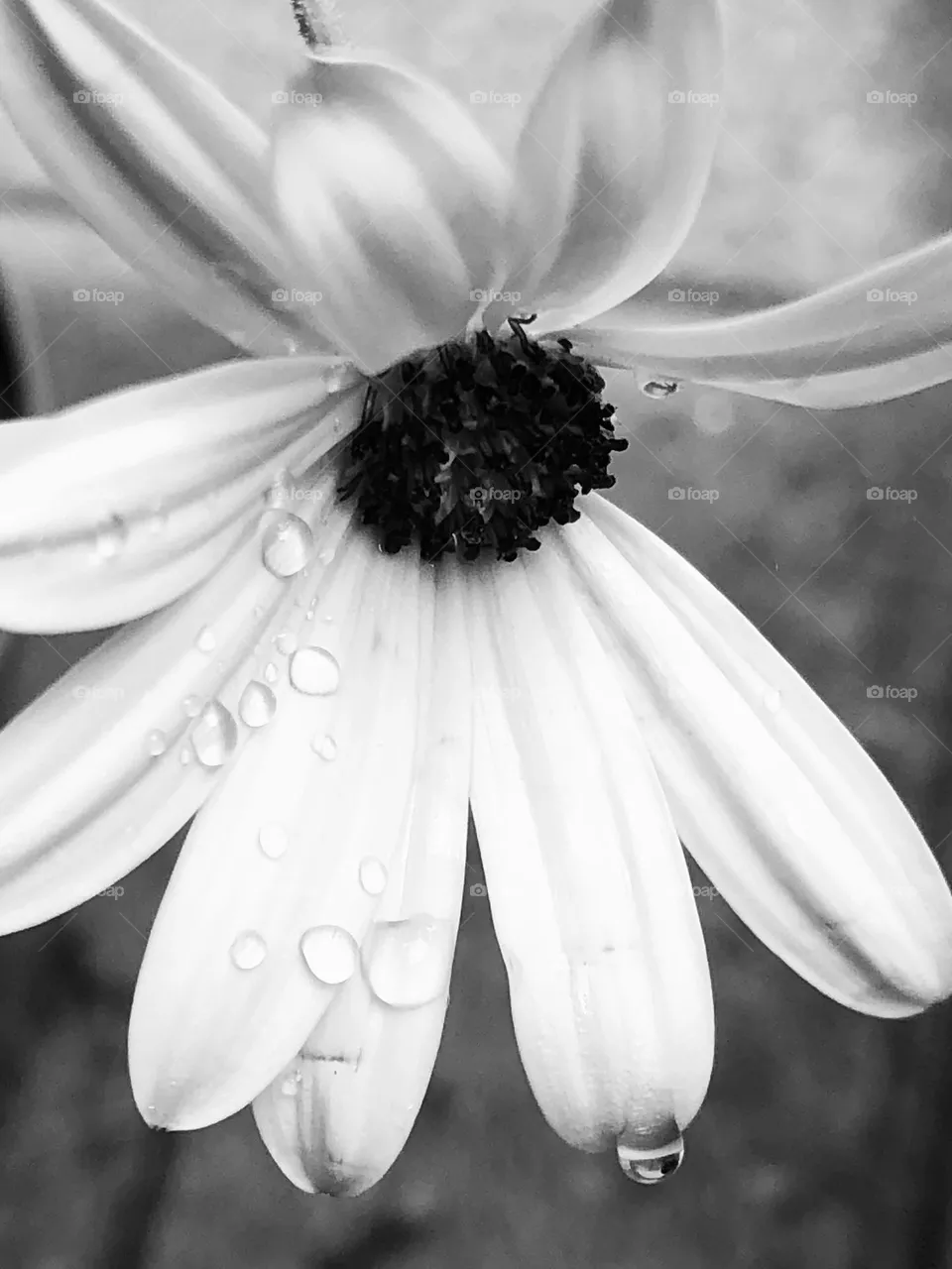 Fiore 