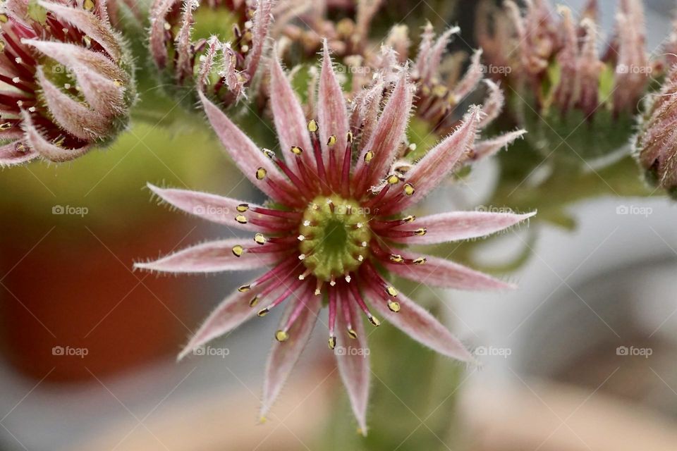 Beautiful close up of a cactus flower … looks like little silver beads decorate it !