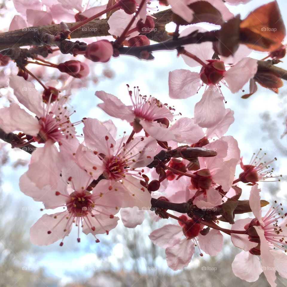 Spring Blooming 