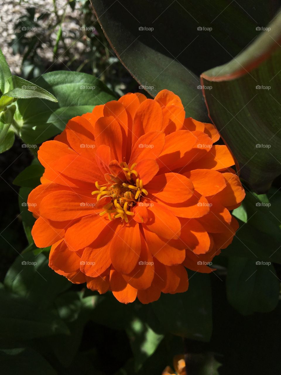 Full blooming of zinnia in end summer