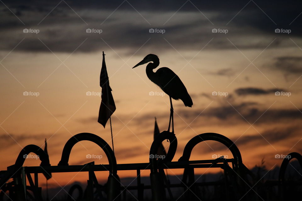 Heron Sunset Silhouette