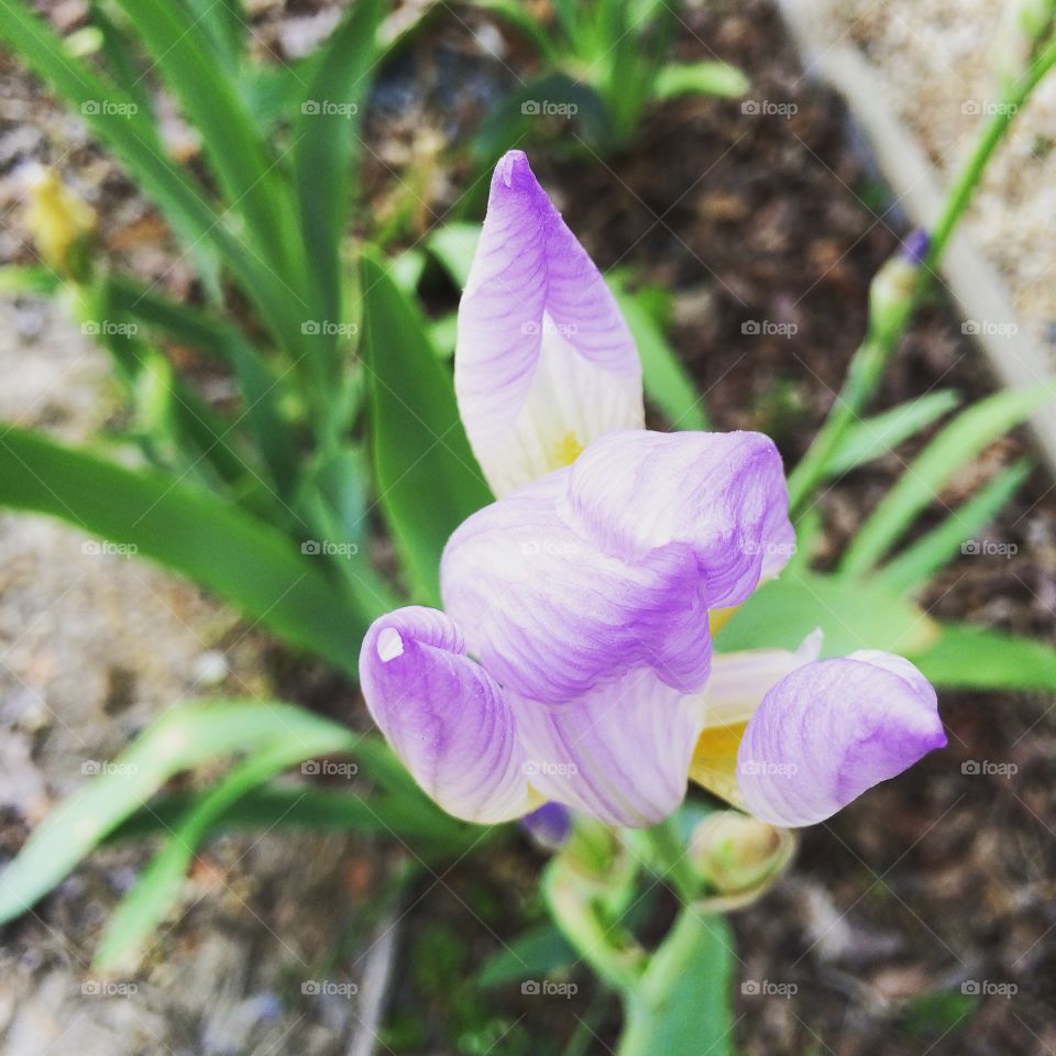 Iris bud