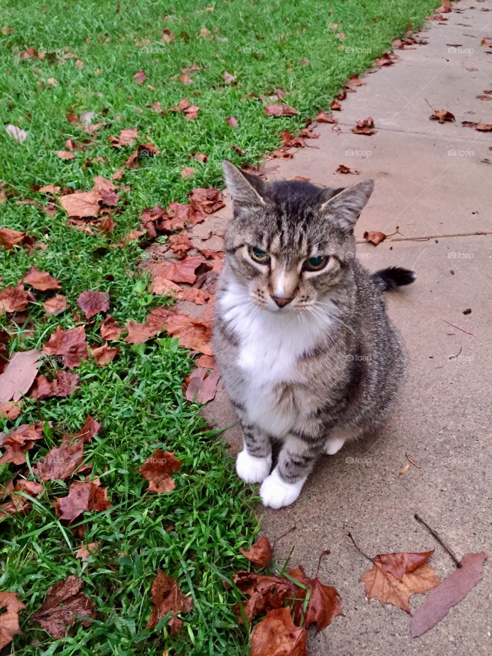 A grey tabby sits on the edge of a sidewalk next to late fallen leaves and bright green grass, looking at the camera