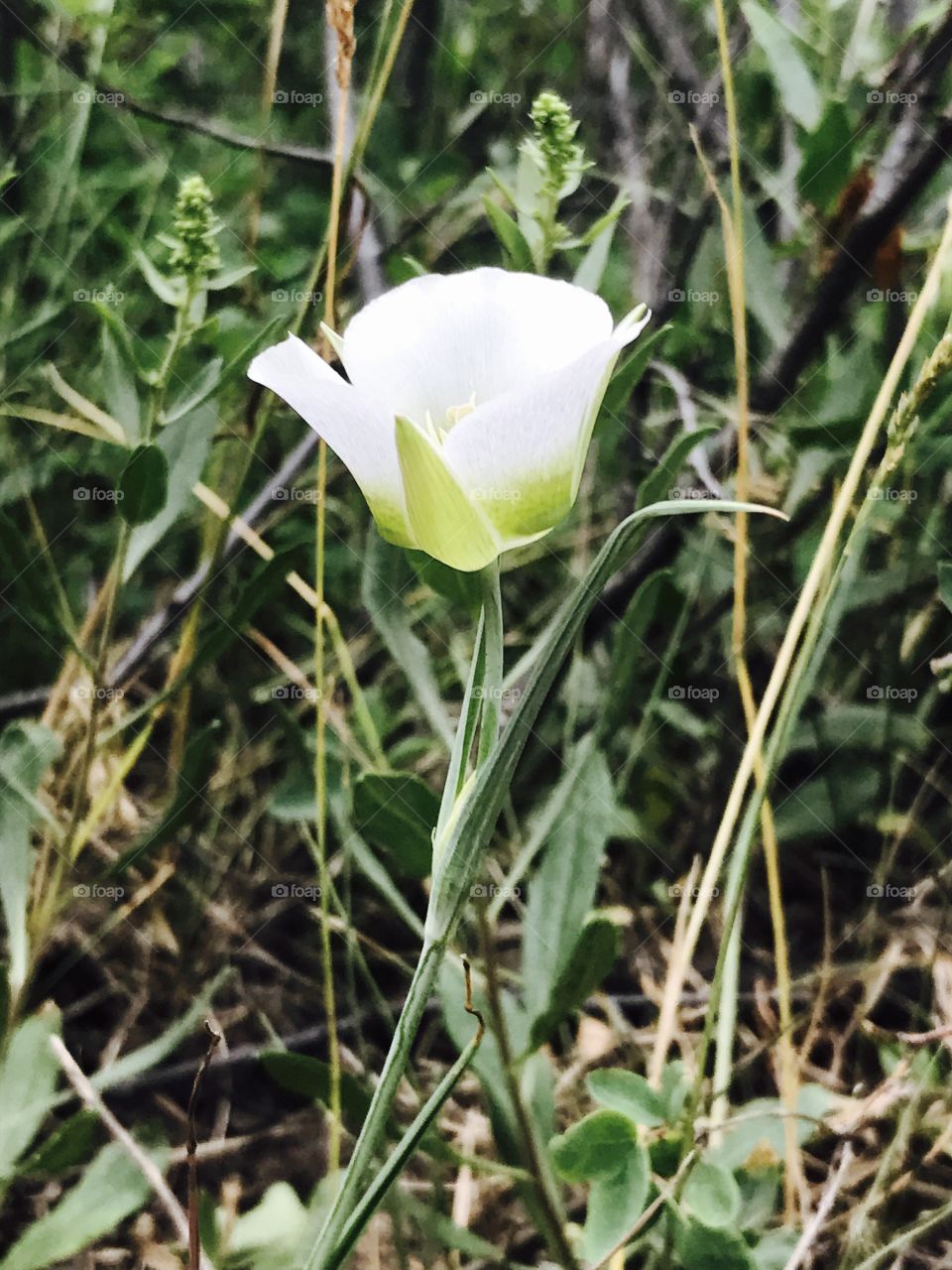 Flower in the Rockies