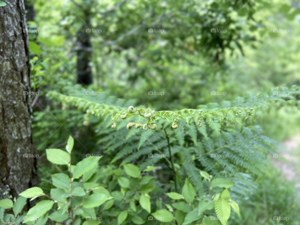 Fern branch in the forest close-up.