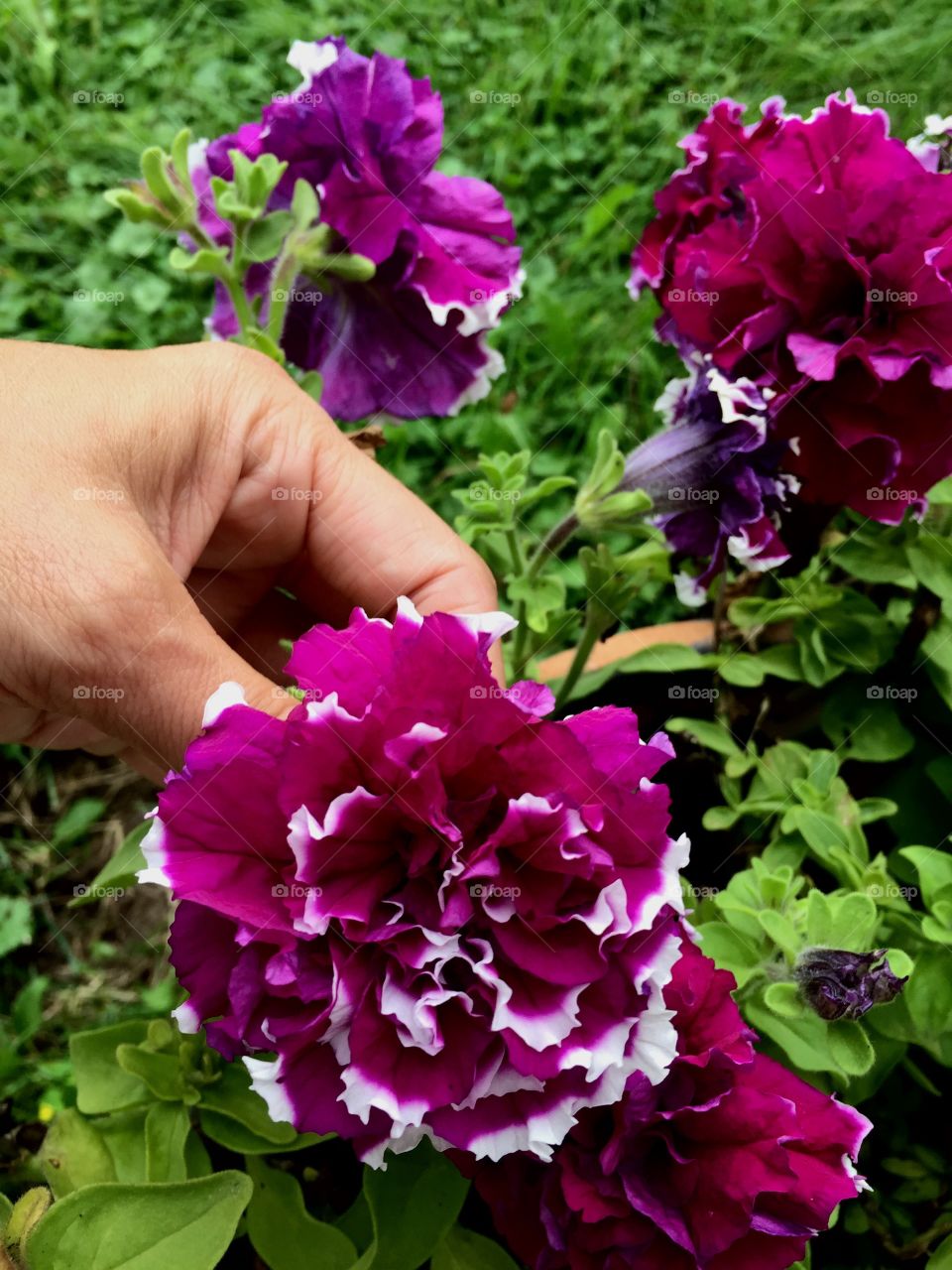 Two Colors flower in my garden 