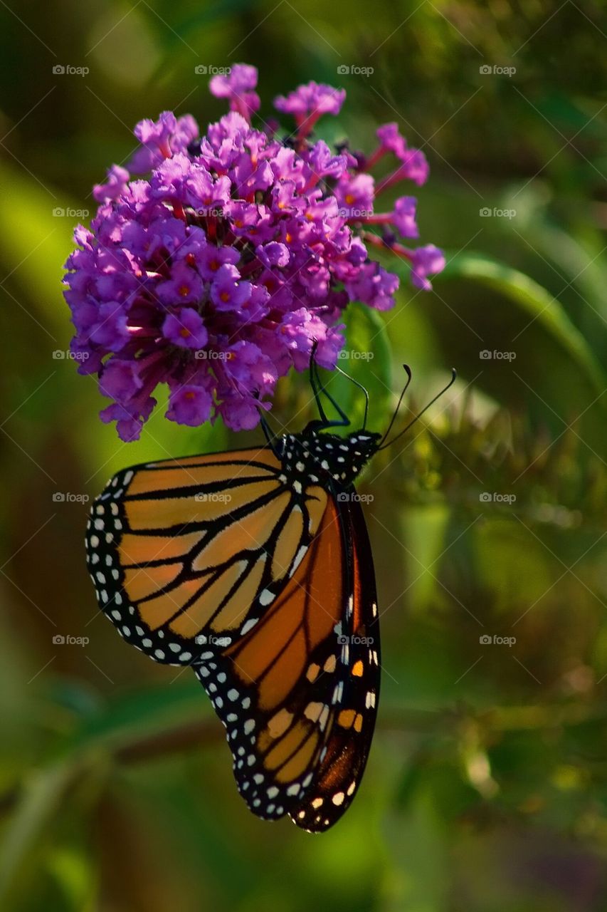 Monarch butterfly #a4407
