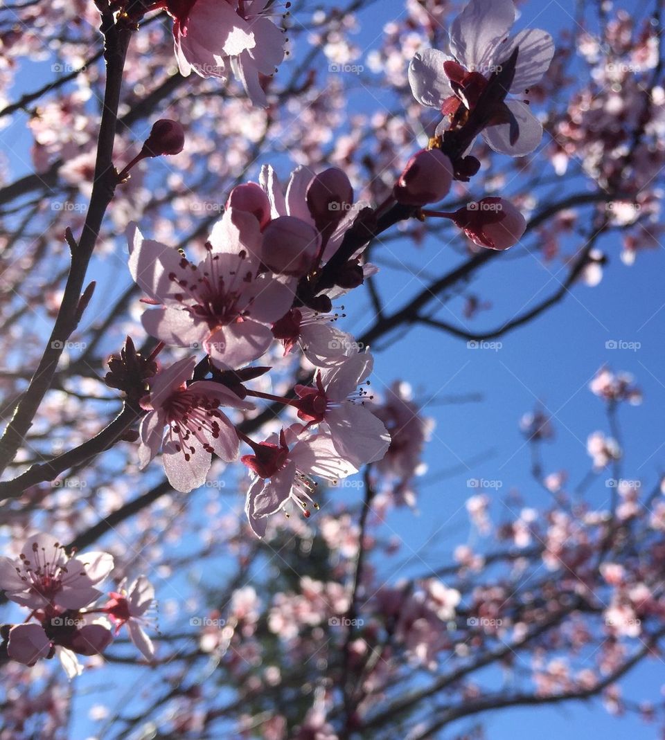 Cherry blossom close 