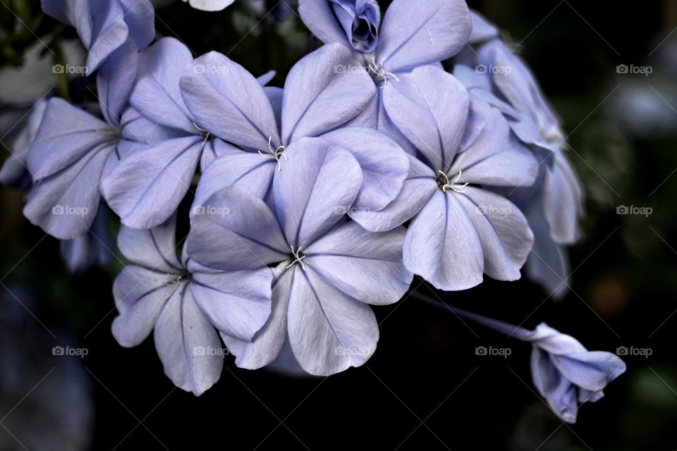 flowers. violet flowers