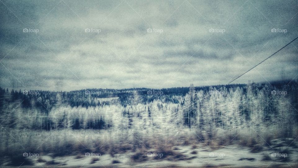A Finnish wintery forest