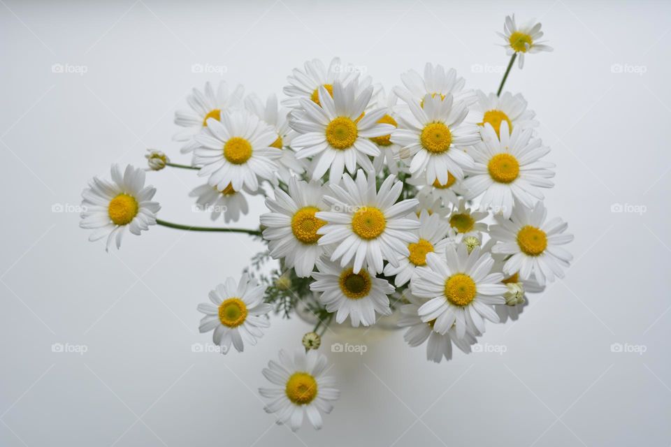 camomile flowers on a white background, beautiful bouquet, love white