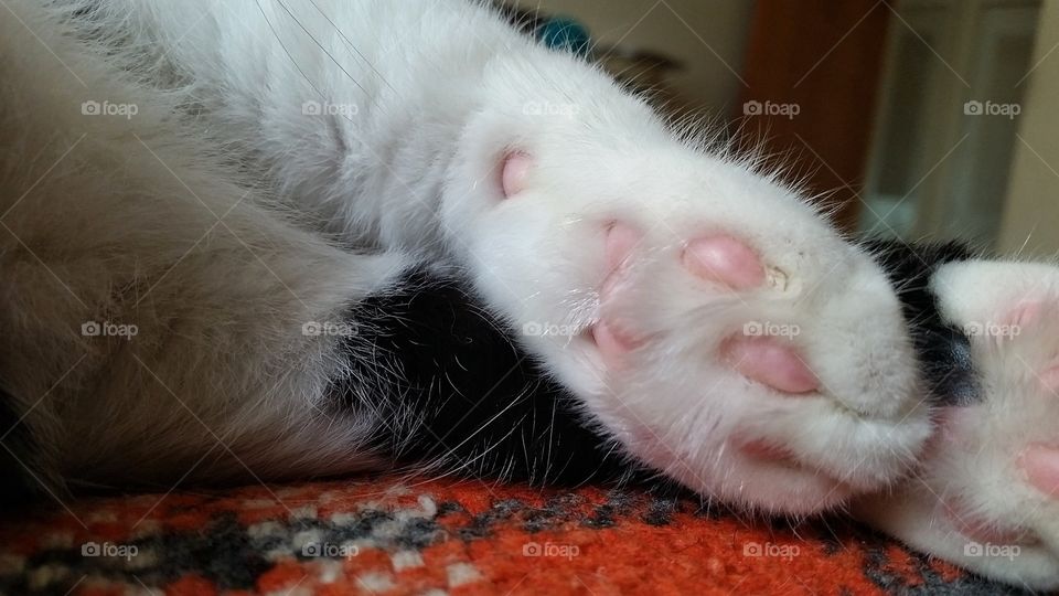 paws