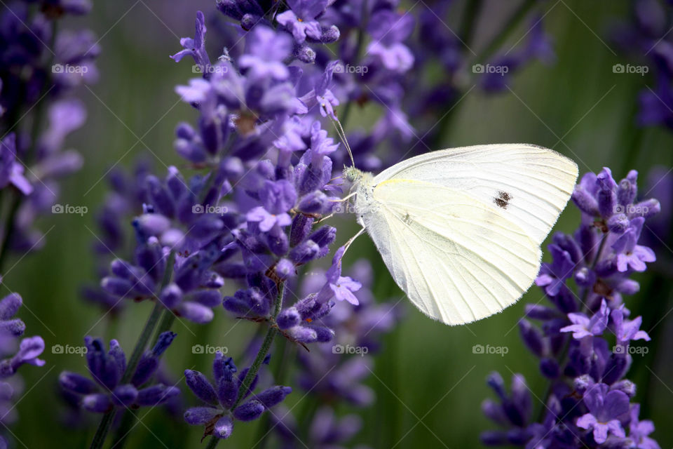 White butterfly on a purple lavender bloom