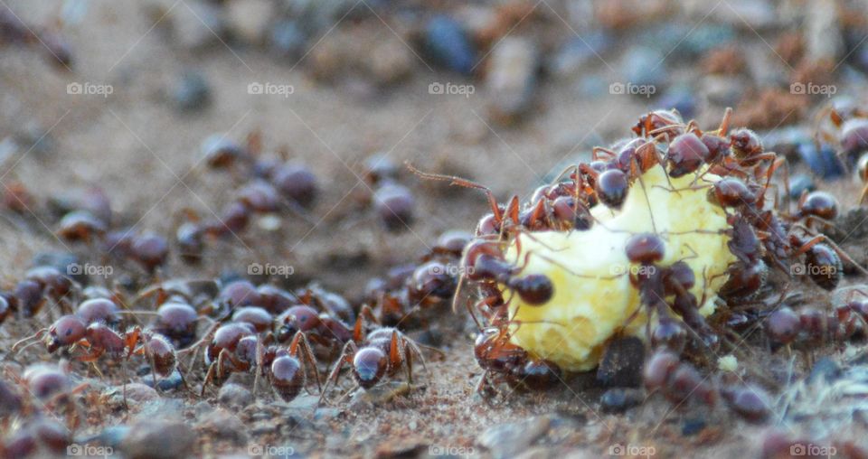 Texas Harvester Ants at work. 