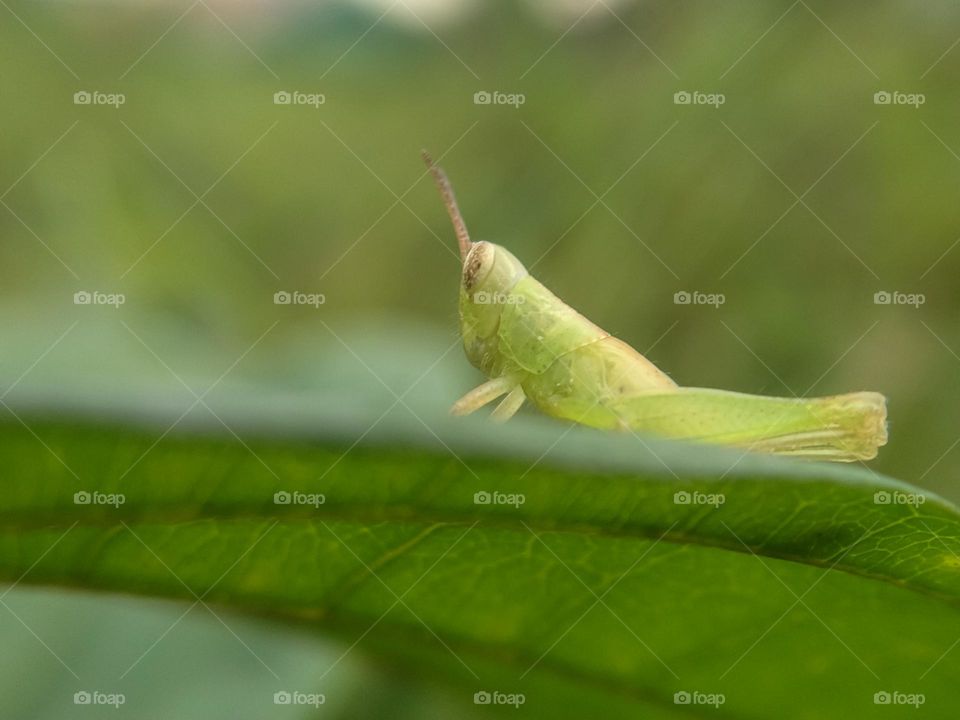 Green grasshopper on a leaf.