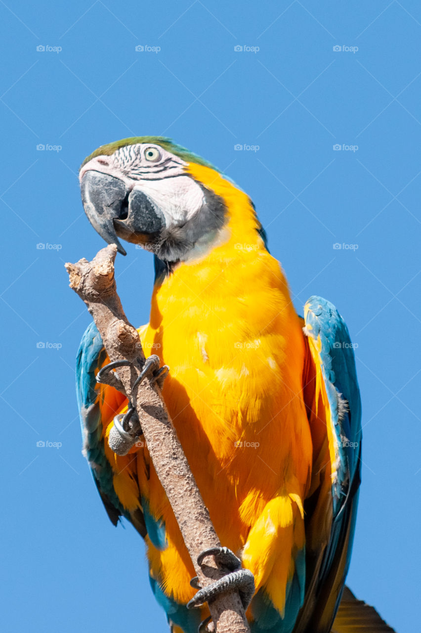 Parrot on a branch