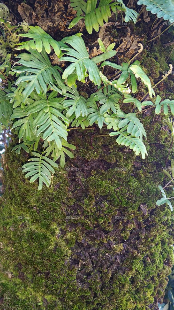 palm trunk with moss
