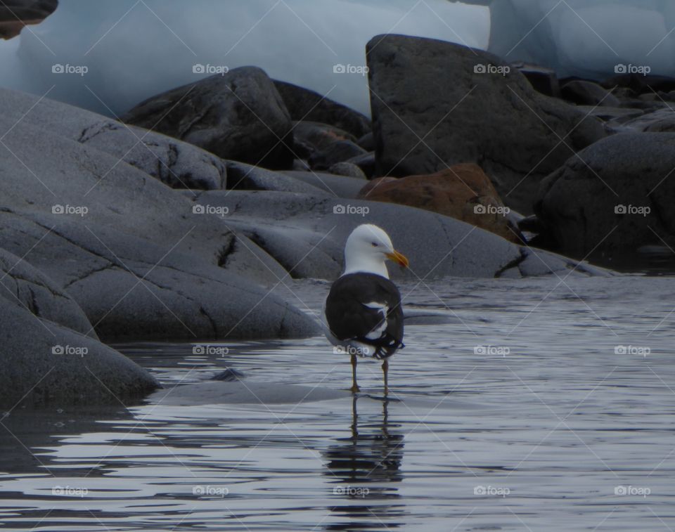Kelp gull hunting for food in Antarctica