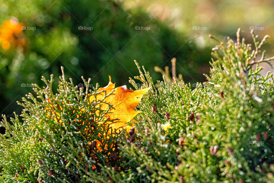 Lonely colorful maple leaf lying on a moss. Autumn concept.