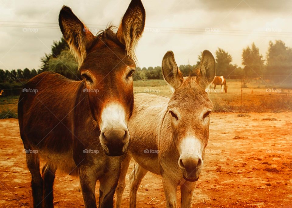 Great shot of two beautiful Donkeys.  All proceeds go towards the conservation of endangered species.