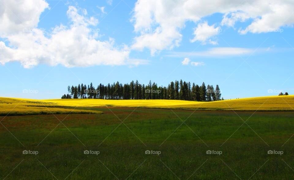 The Palouse