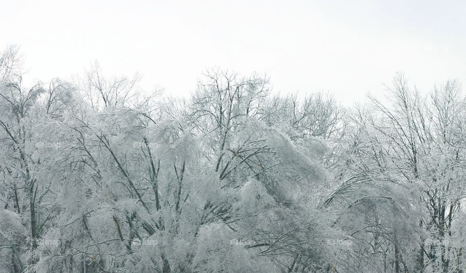 Winter Wonderland . Just the treetops covered in ice.