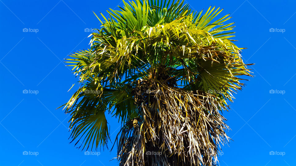 Tree, Palm, No Person, Nature, Vacation