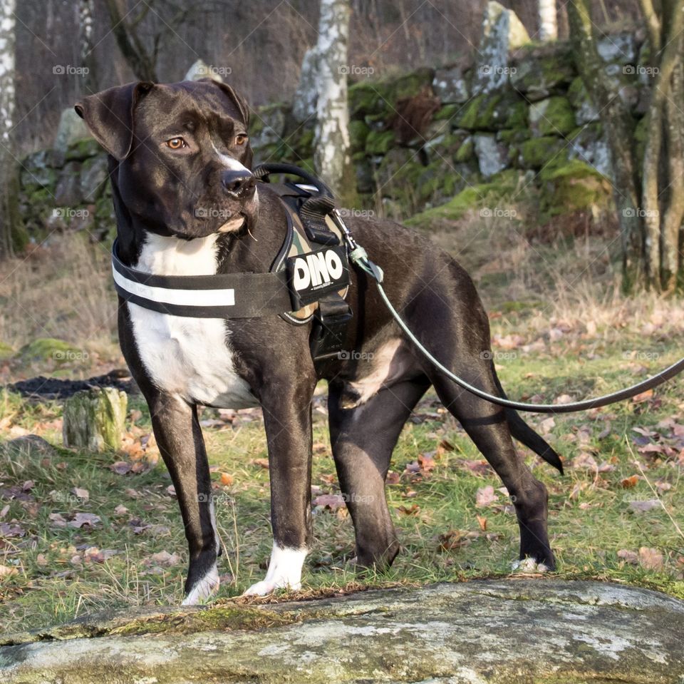 Young dog wearing a personalized Julius-K9 camouflage harness , Amstaff hund med camo sele 
