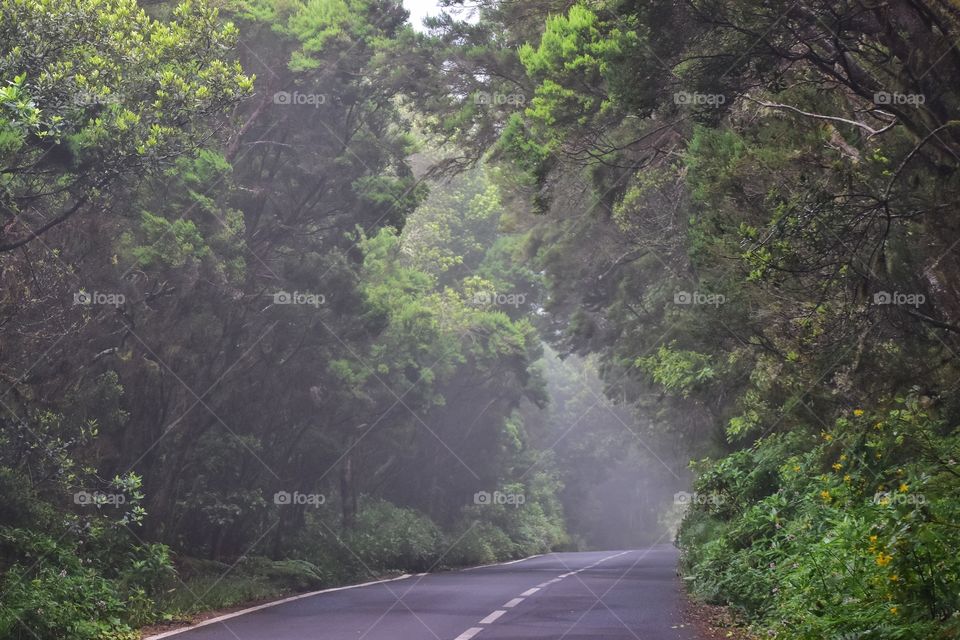 foggy forest road on la gomera canary island in Spain - garajonay national park road trip