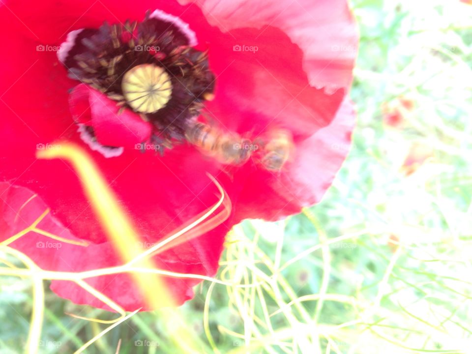 Poppy in my local park