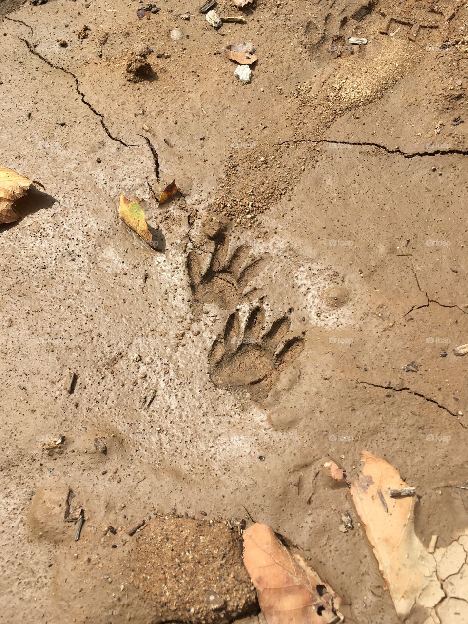 Raccoon footprints 