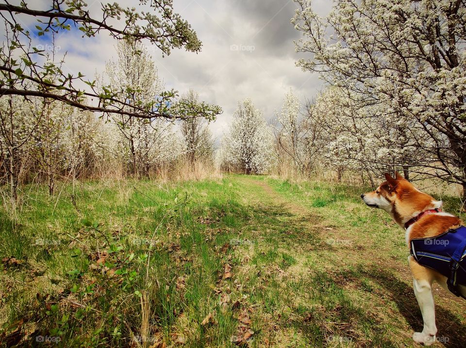 lets go in the woods